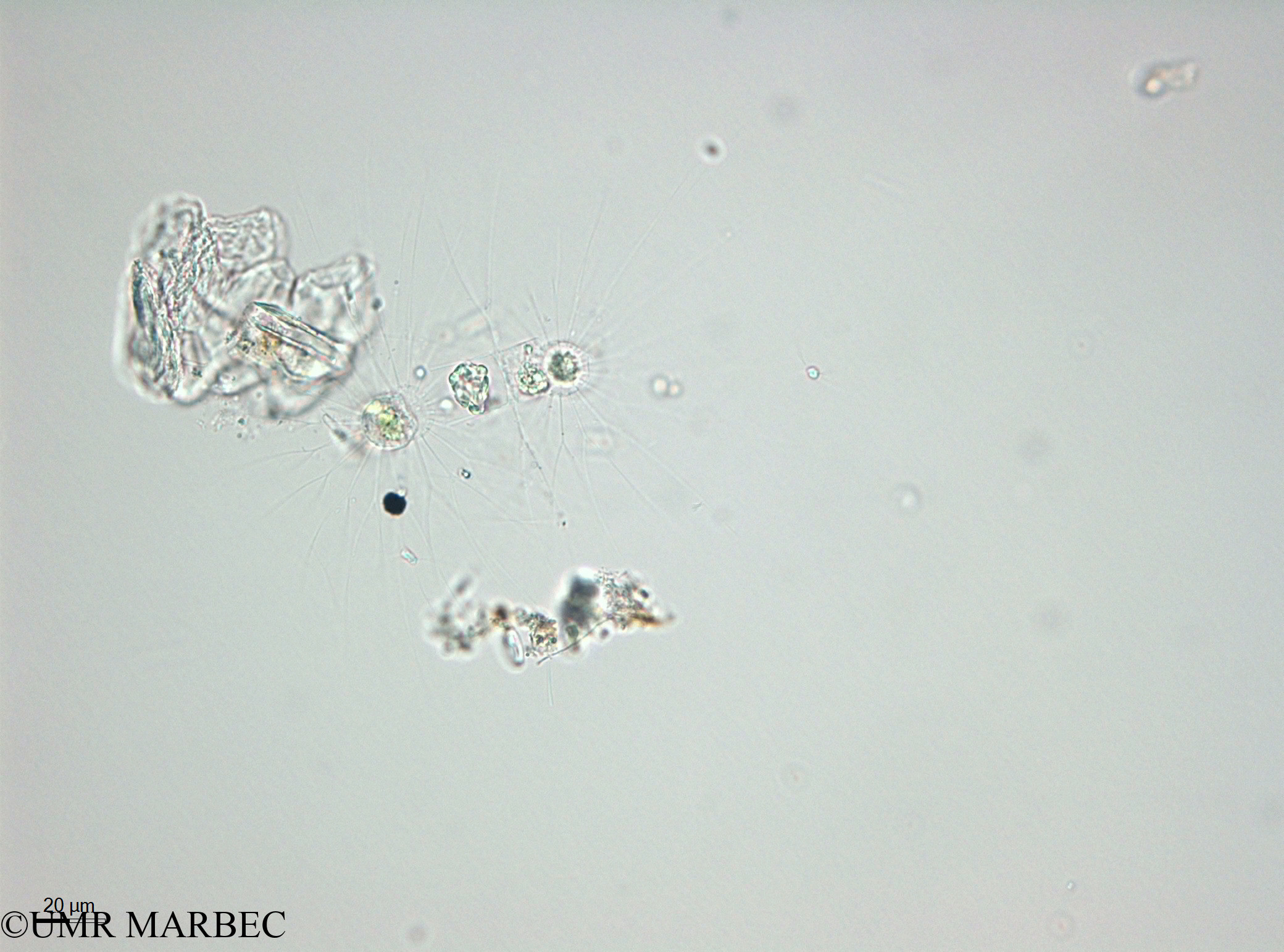 phyto/Thau_Lagoon/THAU_station1/OSU_plancton 2013/Bacteriastrum furcatum (40x -140210 -3)(copy).jpg